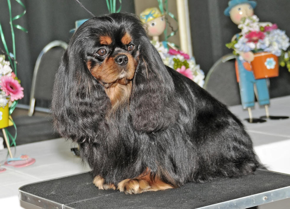 Kalidunn cavaliers cheap