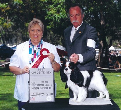 CH Cottfordcourt Ballerina winning Best Opposite at the Toy Dog Breeders Assn. Presented by Ted Crawford