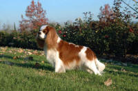 Ch Bluestone Dashing Douglas
