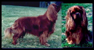 Ch MyHope Fever, Dolly's Sire