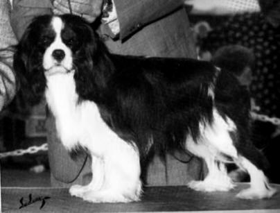 CH Bently Priory's Nigel of Hazelford "Nigel"