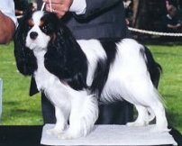 Ch Cottfordcourt Ballerina "Ballet" a Travis daughter