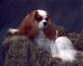 Ch Cottfordcourt Barrister