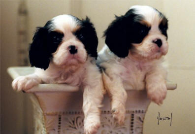 Cottfordcourt Puppies Photo by David Dalton