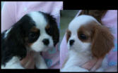 Ch Keyingham Stanways Passion puppies