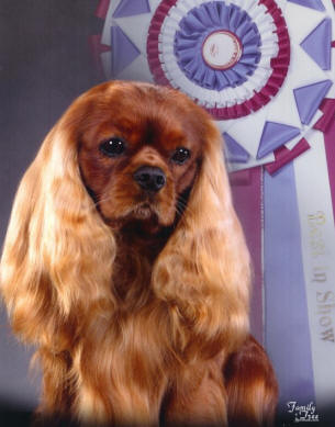 BIS Ch Turretbank Samson - Photo by Family Tree