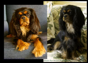 Shado Run Bocelli (Turretbank Midnight Mystic x Shado Run Raspberries Jammin)