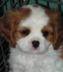 Ch Keyingham Stanway daughter Bailey owned by Kelly Adair