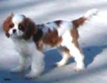Stanway daughter "Dee Dee" owned and bred by Joy Boggs