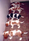 Travis Litter owned by Kelly Adair