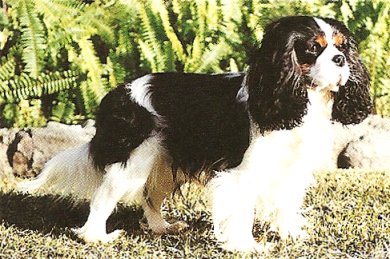 Ch Turretbank Travis